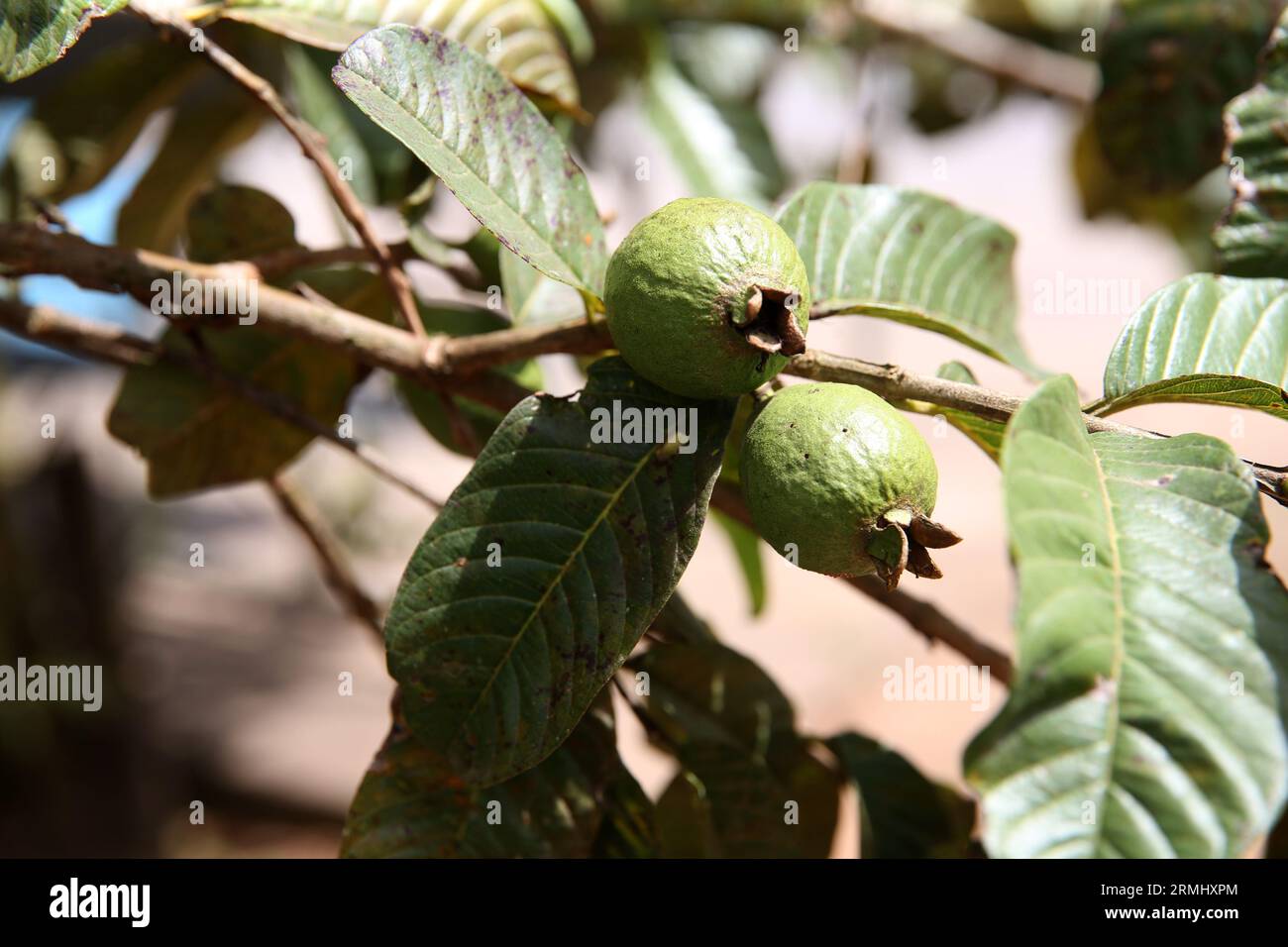 salvador, bahia, brasilien - 23. august 2023: Guavenfrucht - Psidium guajava - in einem Obstgarten in der Stadt Salvador. Stockfoto