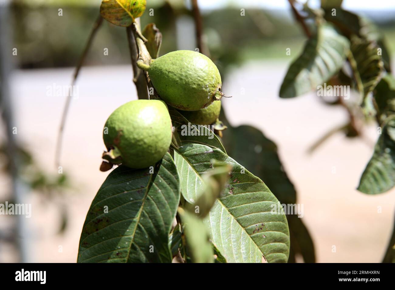 salvador, bahia, brasilien - 23. august 2023: Guavenfrucht - Psidium guajava - in einem Obstgarten in der Stadt Salvador. Stockfoto