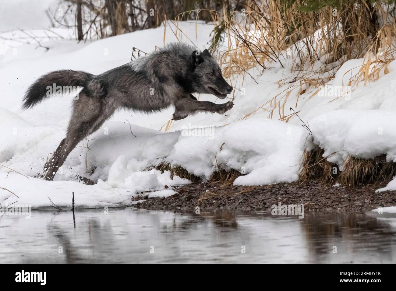 Wolf, Black Phase, Wyoming Stockfoto