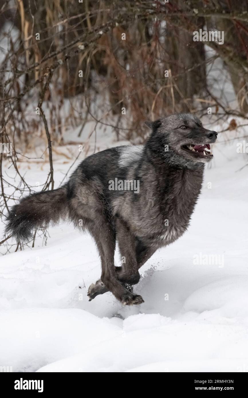 Wolf, Black Phase, Wyoming Stockfoto