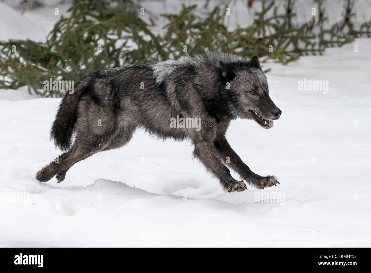Wolf, Black Phase, Wyoming Stockfoto