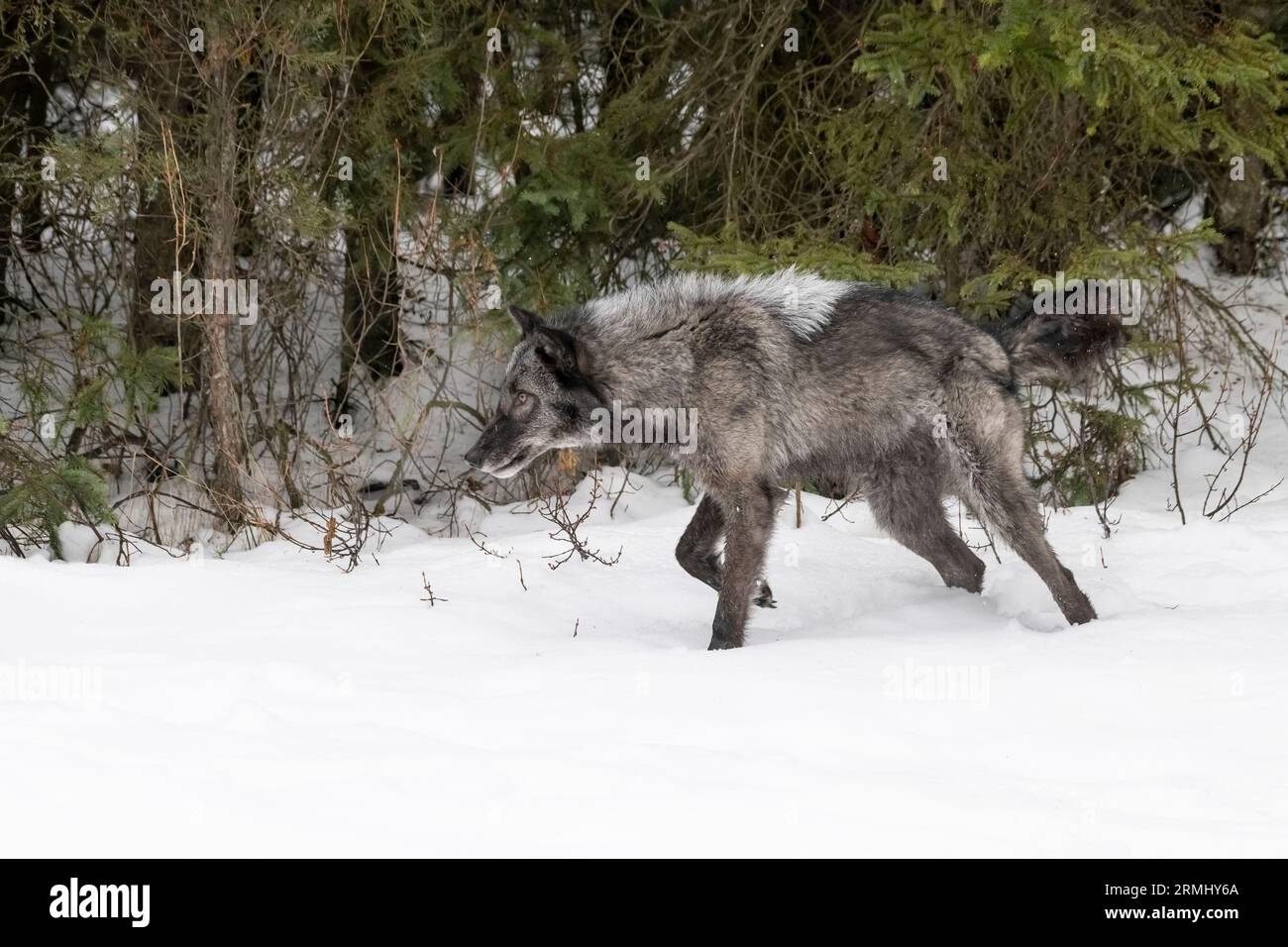 Wolf, Black Phase, Wyoming Stockfoto