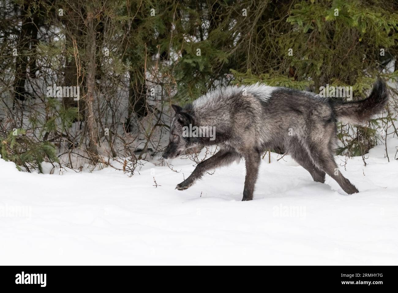 Nordamerika; USA; Wyoming; YWildlife; Raubtiere; Hund; Wolf; Canis Lupus; Gefangener Stockfoto