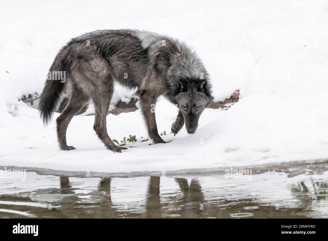 Nordamerika; USA; Wyoming; YWildlife; Raubtiere; Hund; Wolf; Canis Lupus; Gefangener Stockfoto