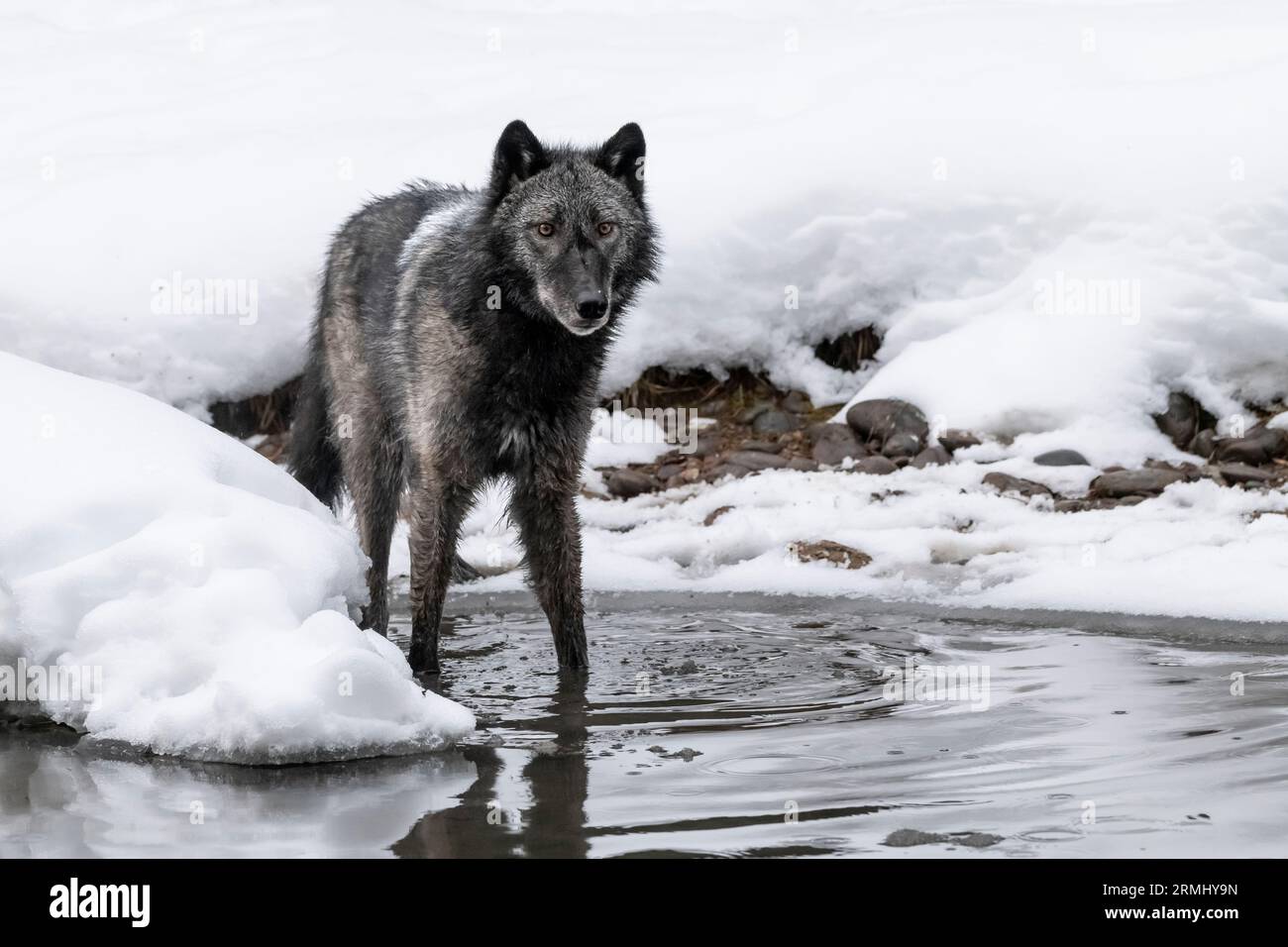 Nordamerika; USA; Wyoming; YWildlife; Raubtiere; Hund; Wolf; Canis Lupus; Gefangener Stockfoto