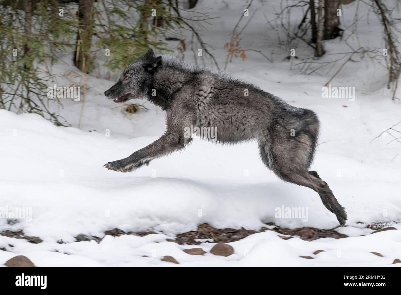 Wolf, Black Phase, Wyoming Stockfoto