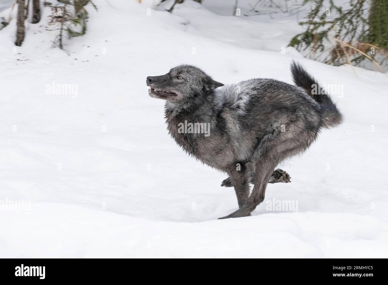 Wolf, Black Phase, Wyoming Stockfoto