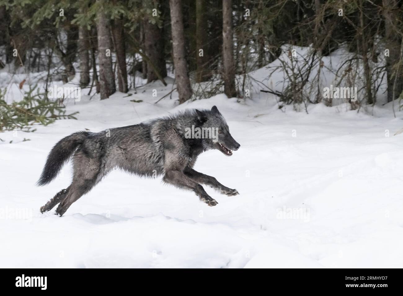 Wolf, Black Phase, Wyoming Stockfoto