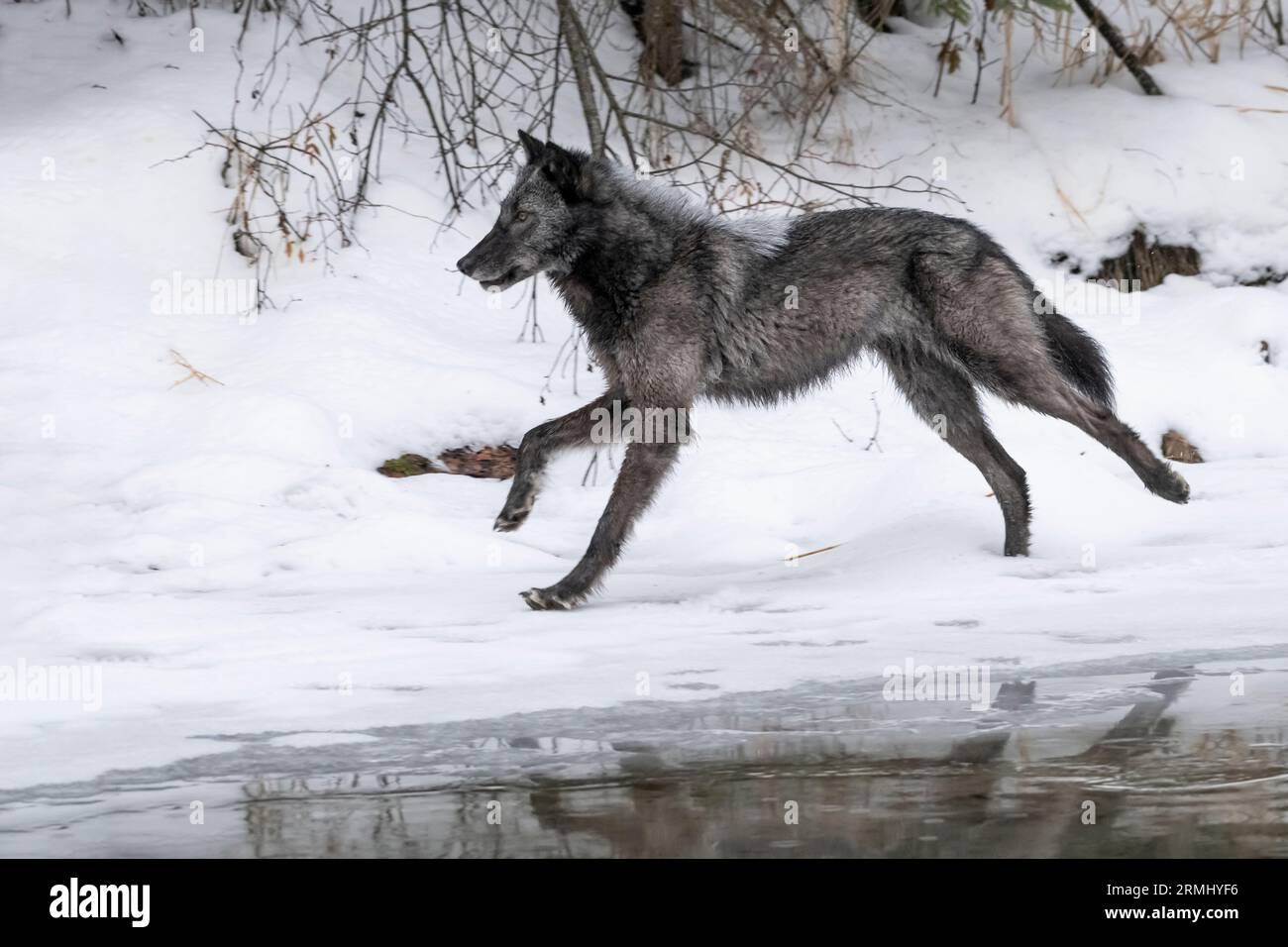 Wolf, Black Phase, Wyoming Stockfoto