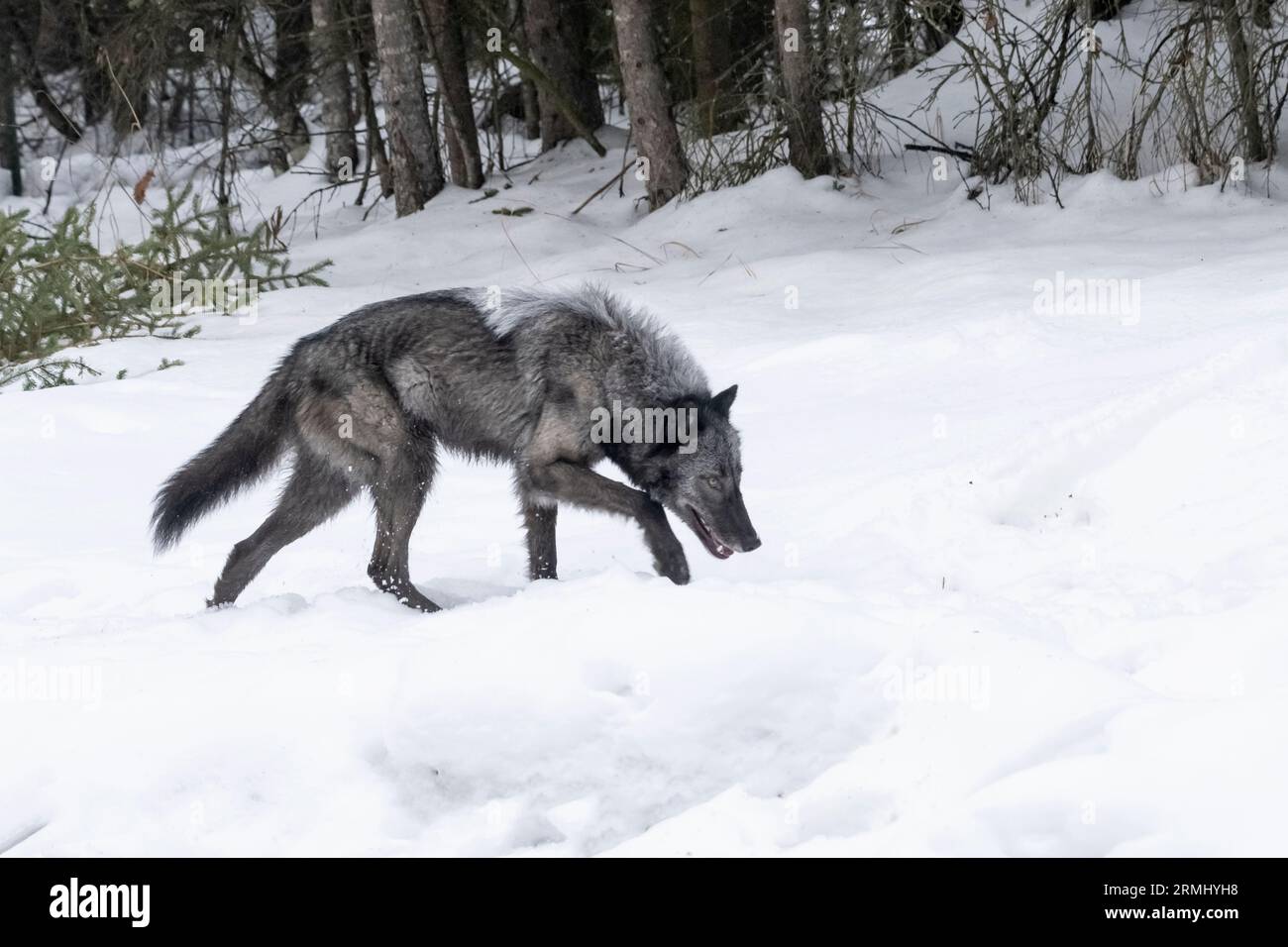 Nordamerika; USA; Wyoming; YWildlife; Raubtiere; Hund; Wolf; Canis Lupus; Gefangener Stockfoto