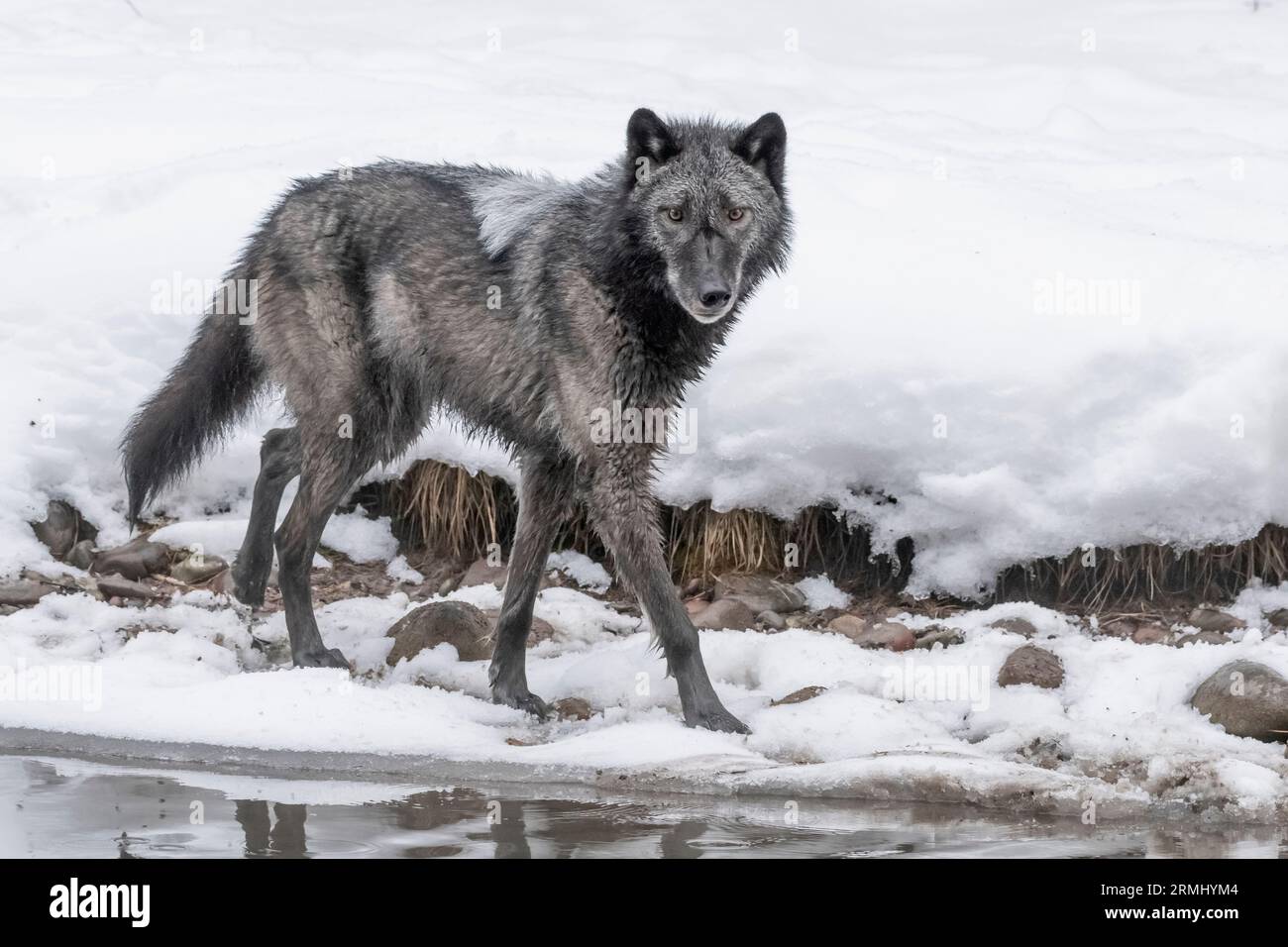 Wolf, Black Phase, Wyoming Stockfoto