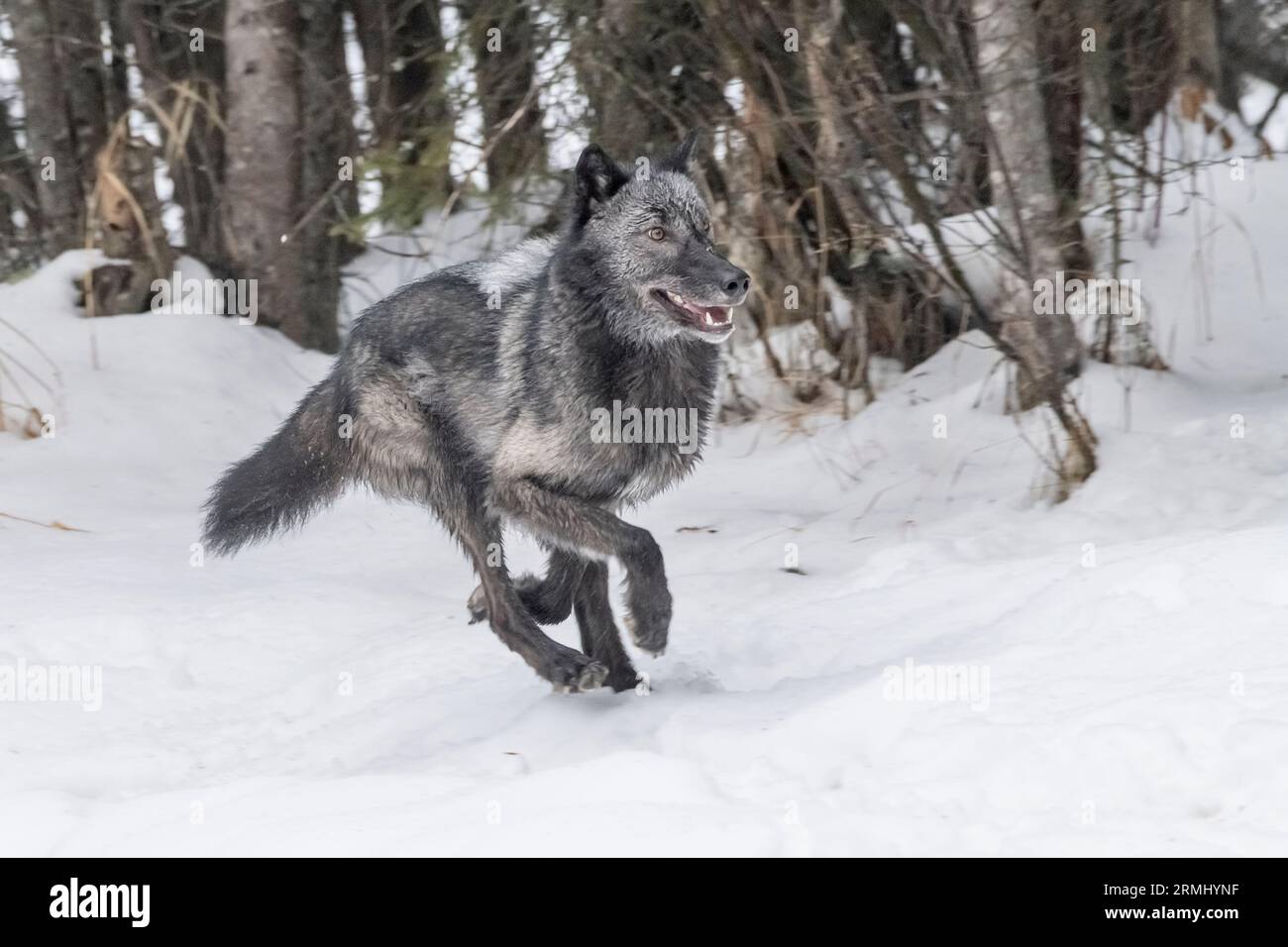 Wolf, Black Phase, Wyoming Stockfoto