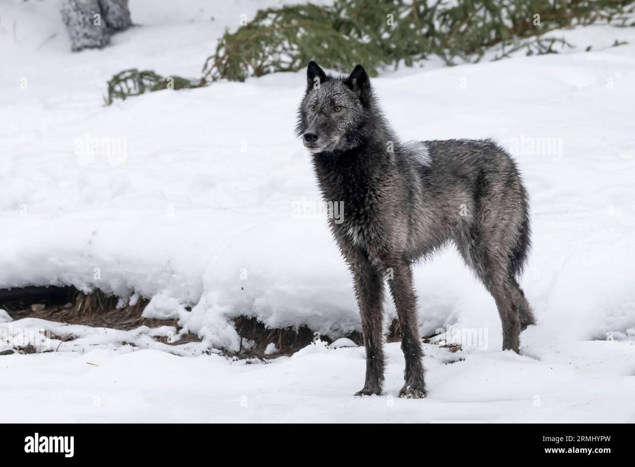 Wolf, Black Phase, Wyoming Stockfoto