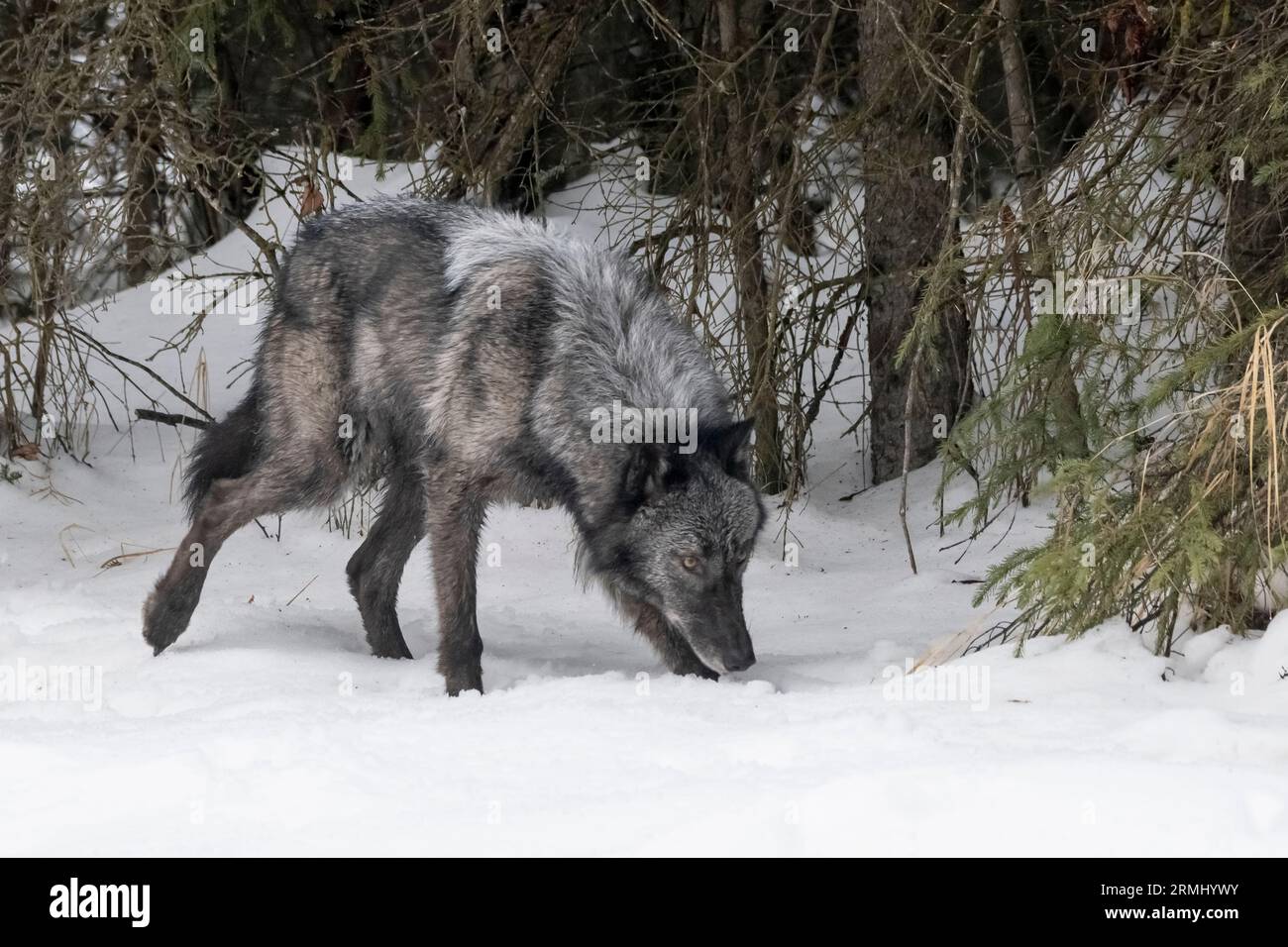 Wolf, Black Phase, Wyoming Stockfoto