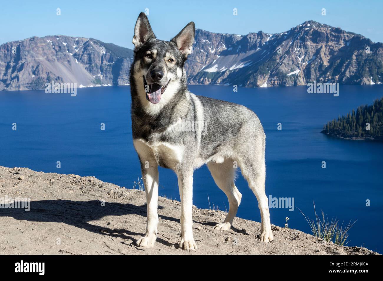 Dieser hussische Schäferhund besucht den wunderschönen Crater Lake in Oregon. Berge umrunden den Kraterrand und trennen den See vom Hor Stockfoto