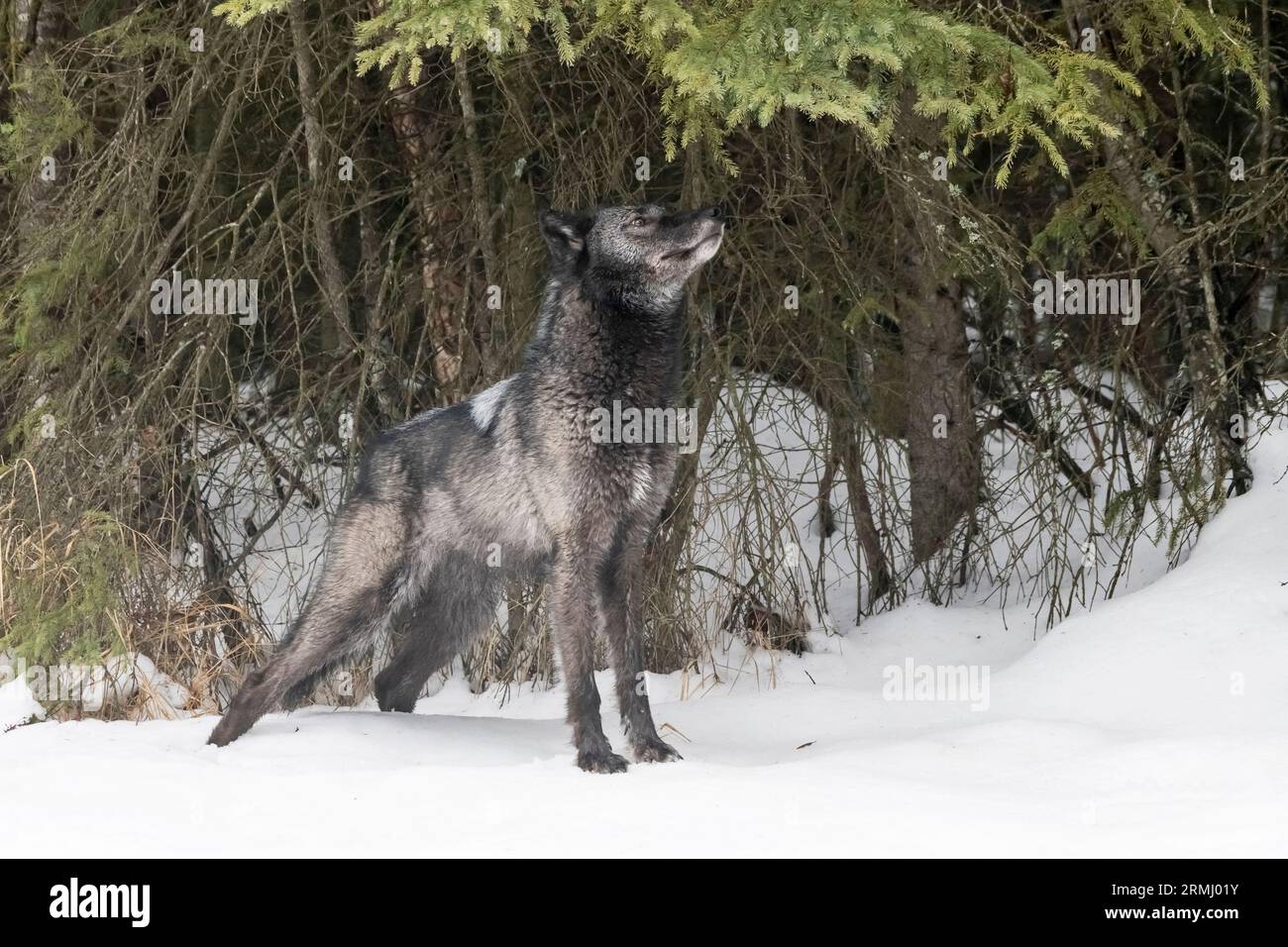 Nordamerika; USA; Wyoming; YWildlife; Raubtiere; Hund; Wolf; Canis Lupus; Gefangener Stockfoto