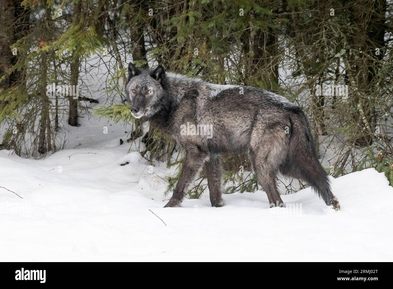 Wolf, Black Phase, Wyoming Stockfoto