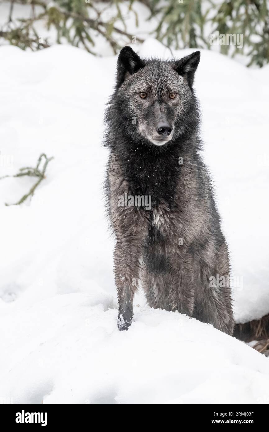 Wolf, Black Phase, Wyoming Stockfoto