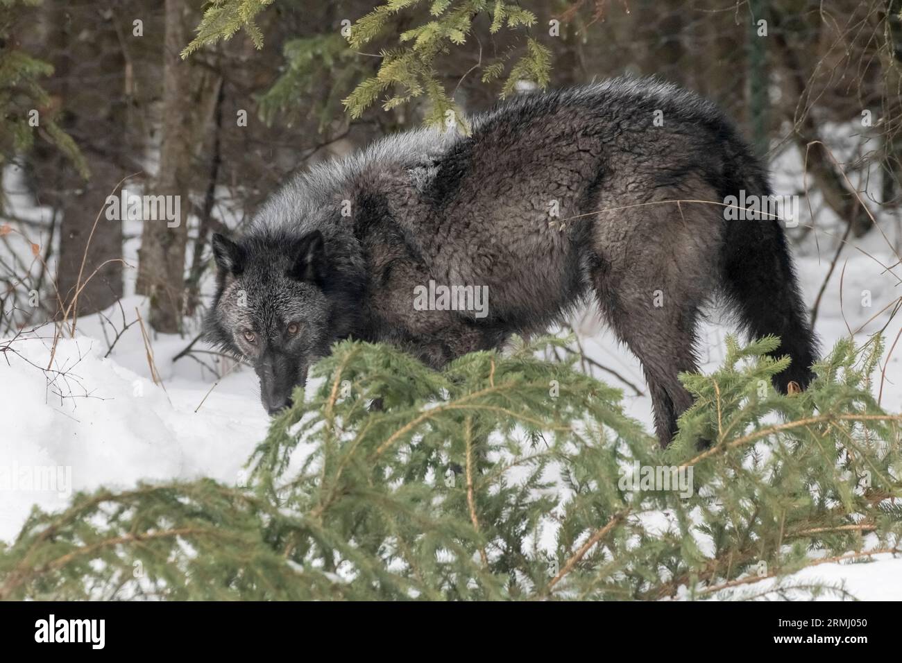 Wolf, Black Phase, Wyoming Stockfoto