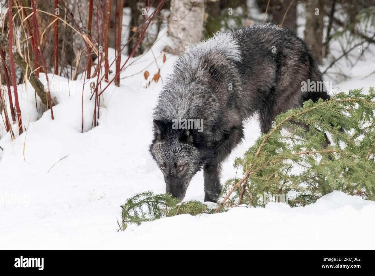 Wolf, Black Phase, Wyoming Stockfoto