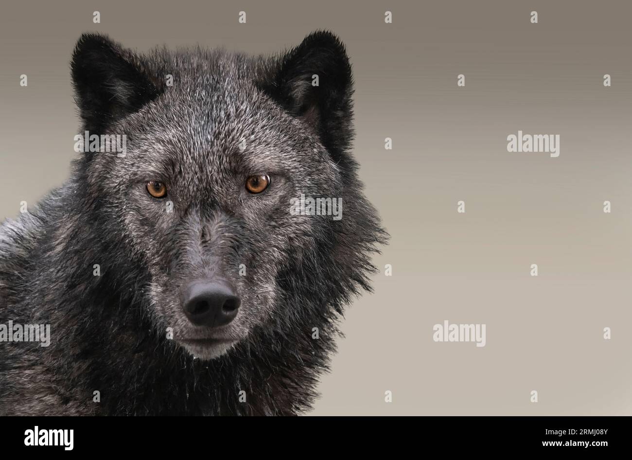 Wolf, Black Phase, Wyoming Stockfoto