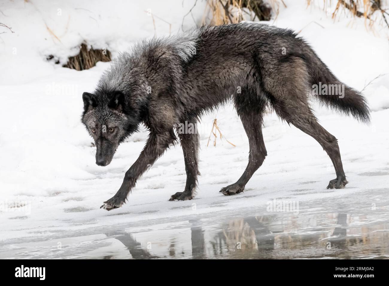 Wolf, Black Phase, Wyoming Stockfoto