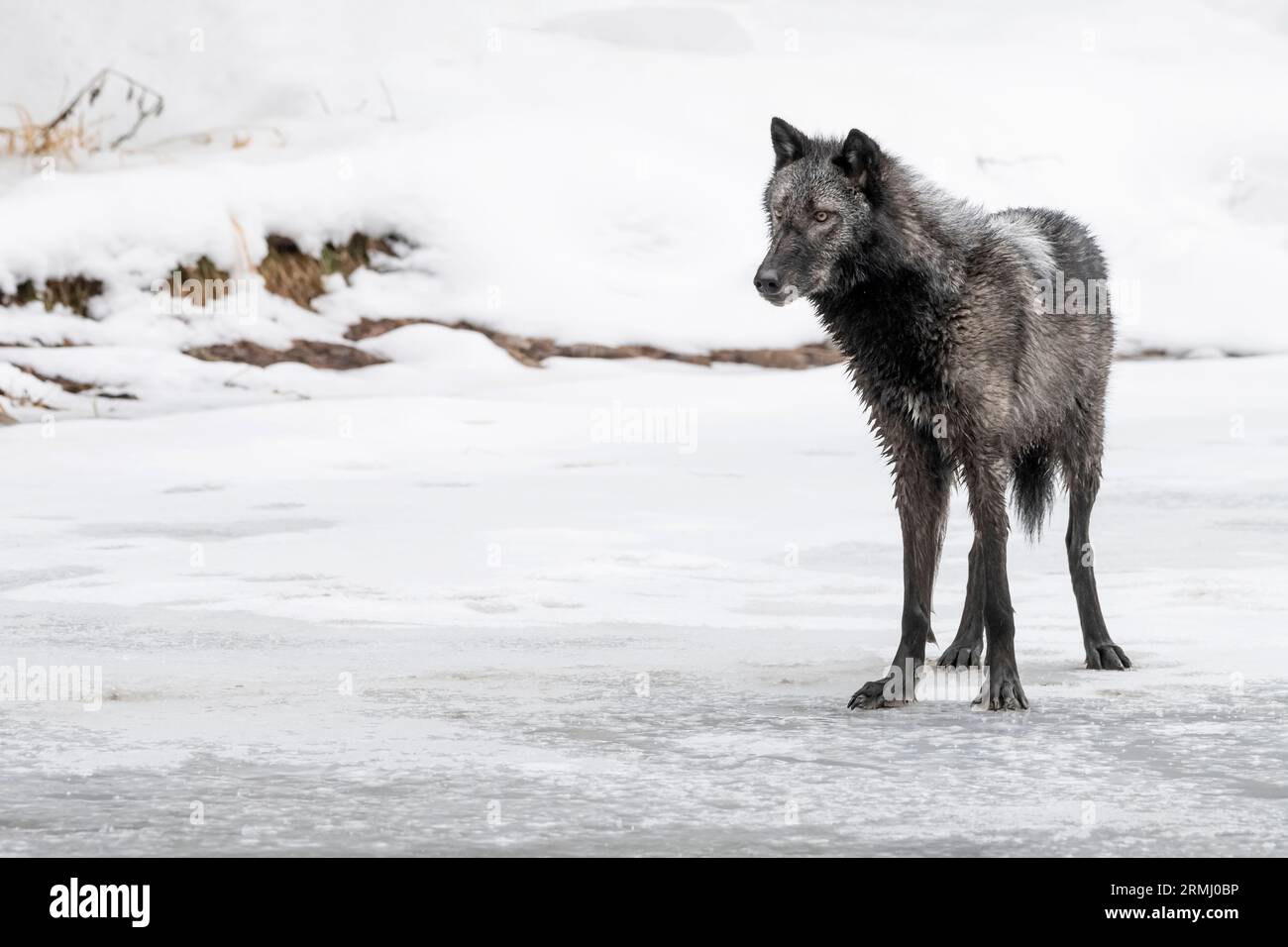 Nordamerika; USA; Wyoming; YWildlife; Raubtiere; Hund; Wolf; Canis Lupus; Gefangener Stockfoto