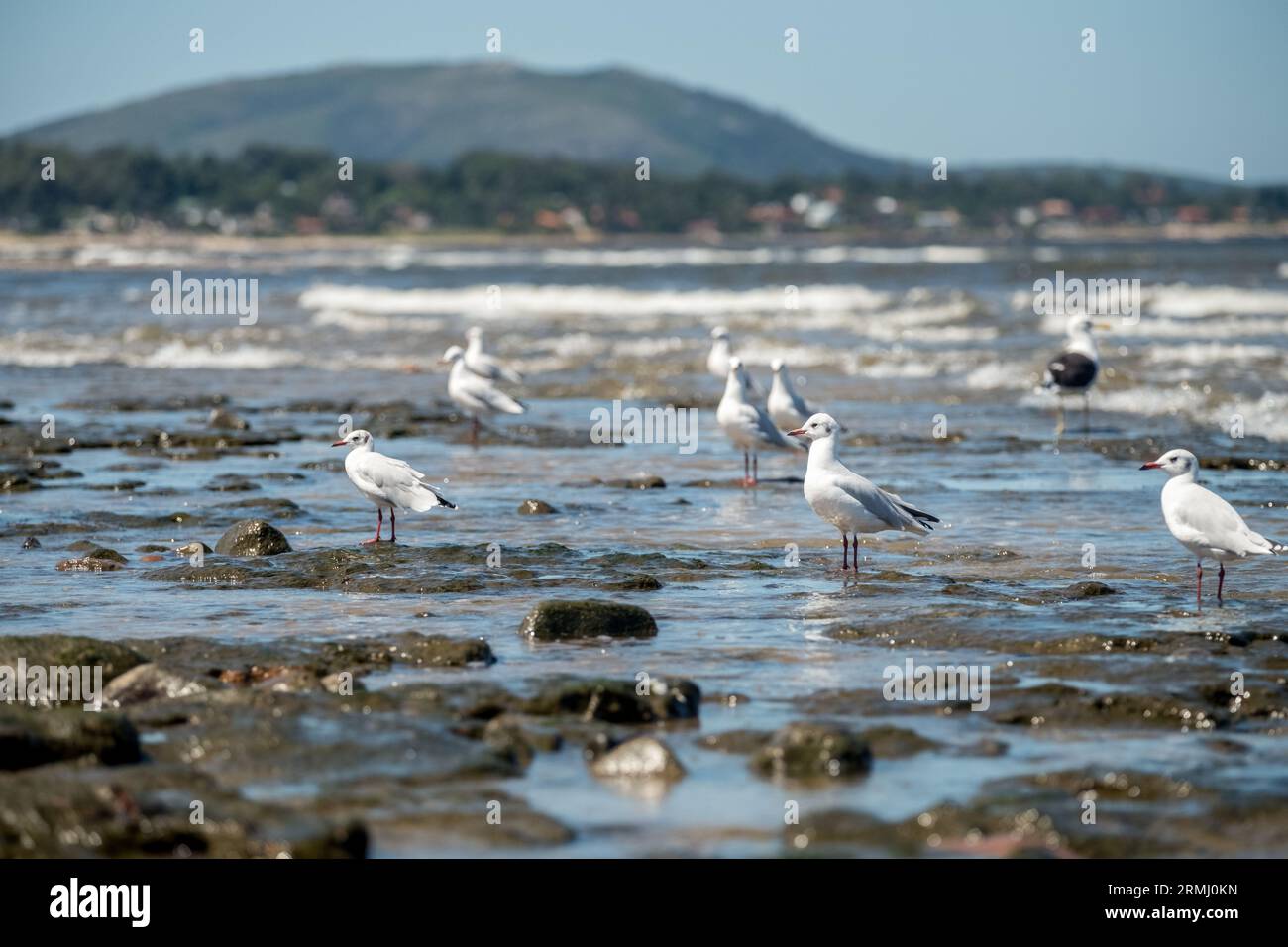 Möwen und andere Seevögel, die auf der Suche nach Nahrung sind und zwischen den Steinen eines Strandes in Maldonado, Uruguay, nisten Stockfoto