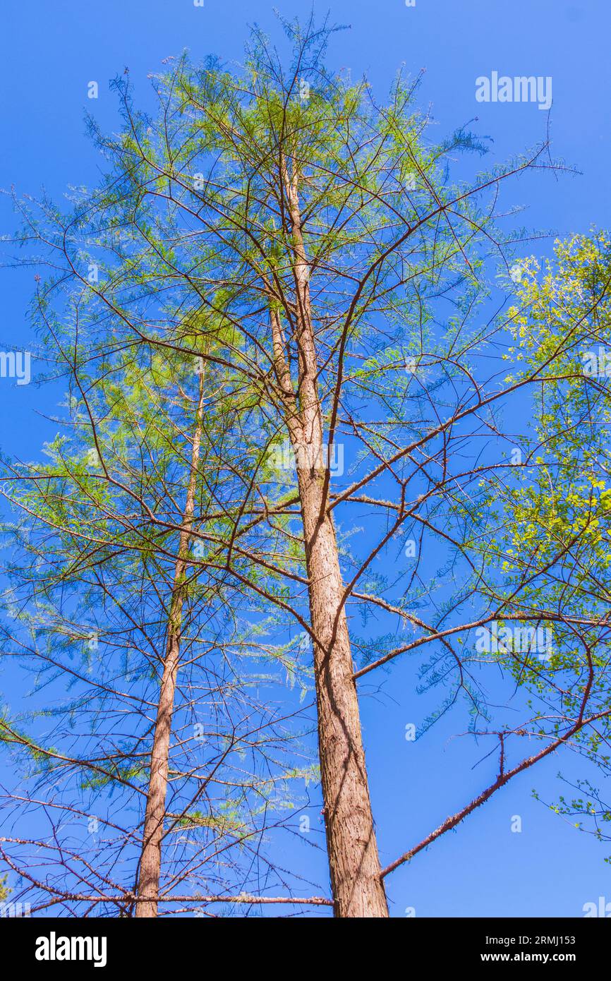 Pond Cypress Tree, Taxodium ascendens, in den Callaway Gardens in Pine Mountain, Georgia. Stockfoto