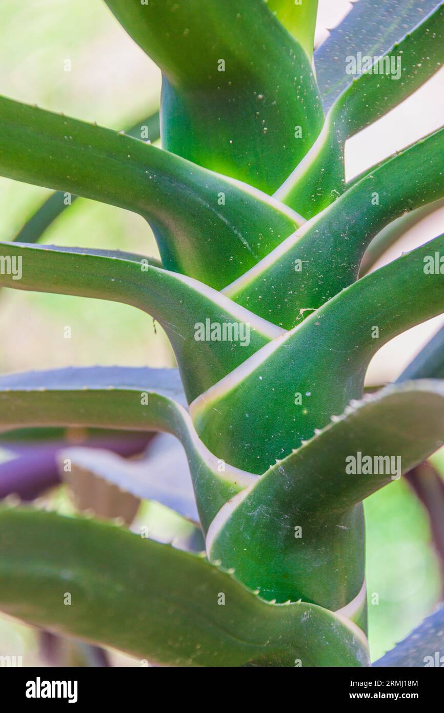 Aloe-Pflanze, Aloe bainesii, im Sibley Horticultural Center in Callaway Gardens in Pine Mountain, Georgia. Stockfoto