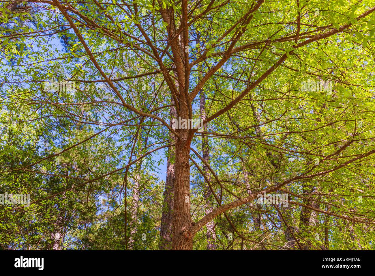 Geflügelte Ulme Tree, Ulmus alata, in Callaway Gardens in Pine Mountain, Georgia. Stockfoto