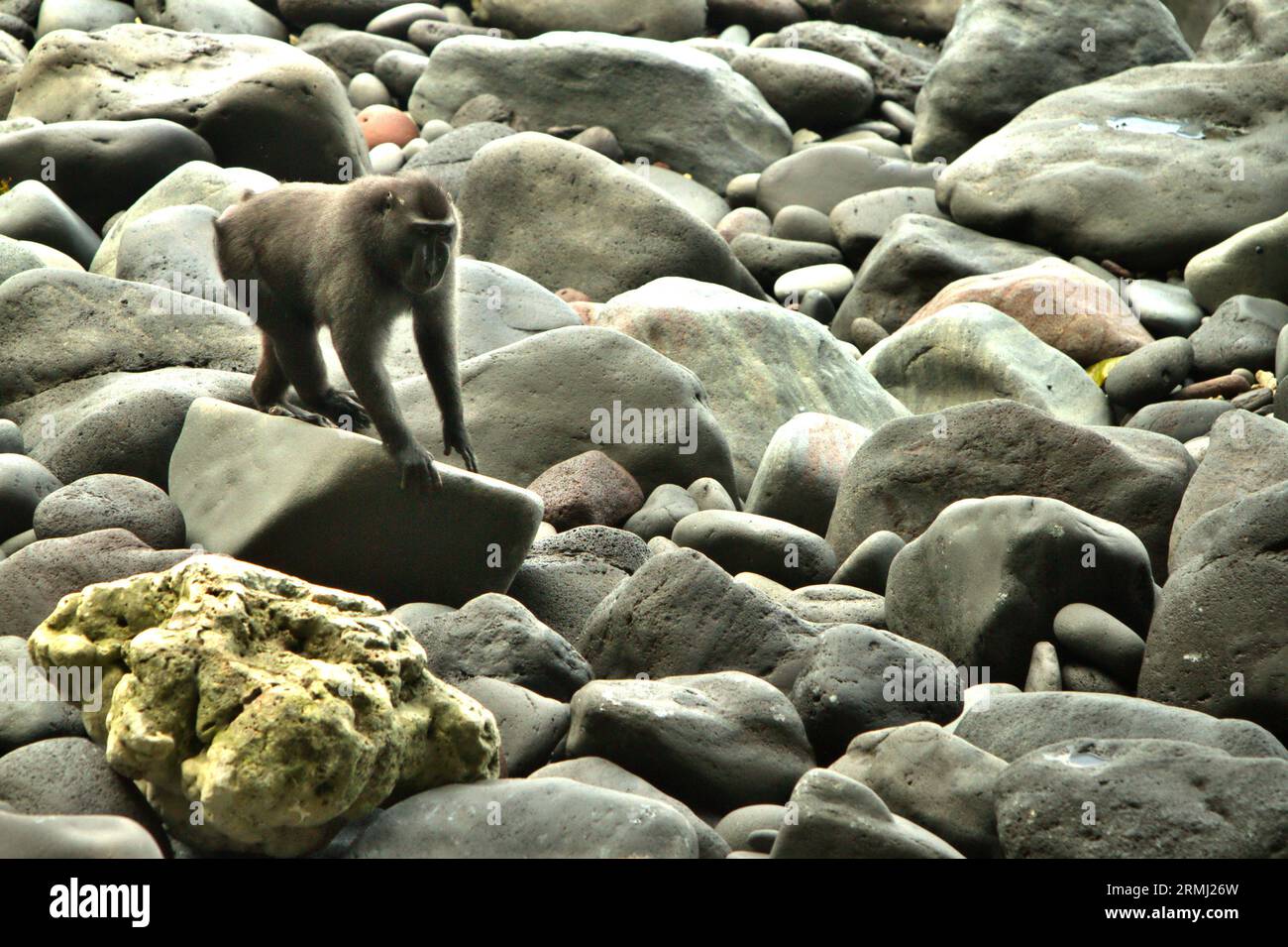 Ein Makaken (Macaca nigra) wandert auf Felsen, während er an einem felsigen Strand im Tangkoko-Wald, Nord-Sulawesi, Indonesien, auf Nahrungssuche geht. Klimawandel und Krankheiten stellen eine neue Bedrohung für Primaten dar, während Makaken mit Hauben zu den 10 % der Primatenarten gehören, die besonders anfällig für Dürren sind. Ein kürzlich erschienener Bericht zeigte, dass die Temperatur im Tangkoko-Wald tatsächlich steigt und der Fruchtbestand insgesamt zurückgeht. Macaca nigra gilt als eine Schlüsselart in ihrem Lebensraum, eine wichtige "Dachart" für den Erhalt der biologischen Vielfalt. Ihre Anwesenheit ist ein guter Indikator für die aktuelle... Stockfoto