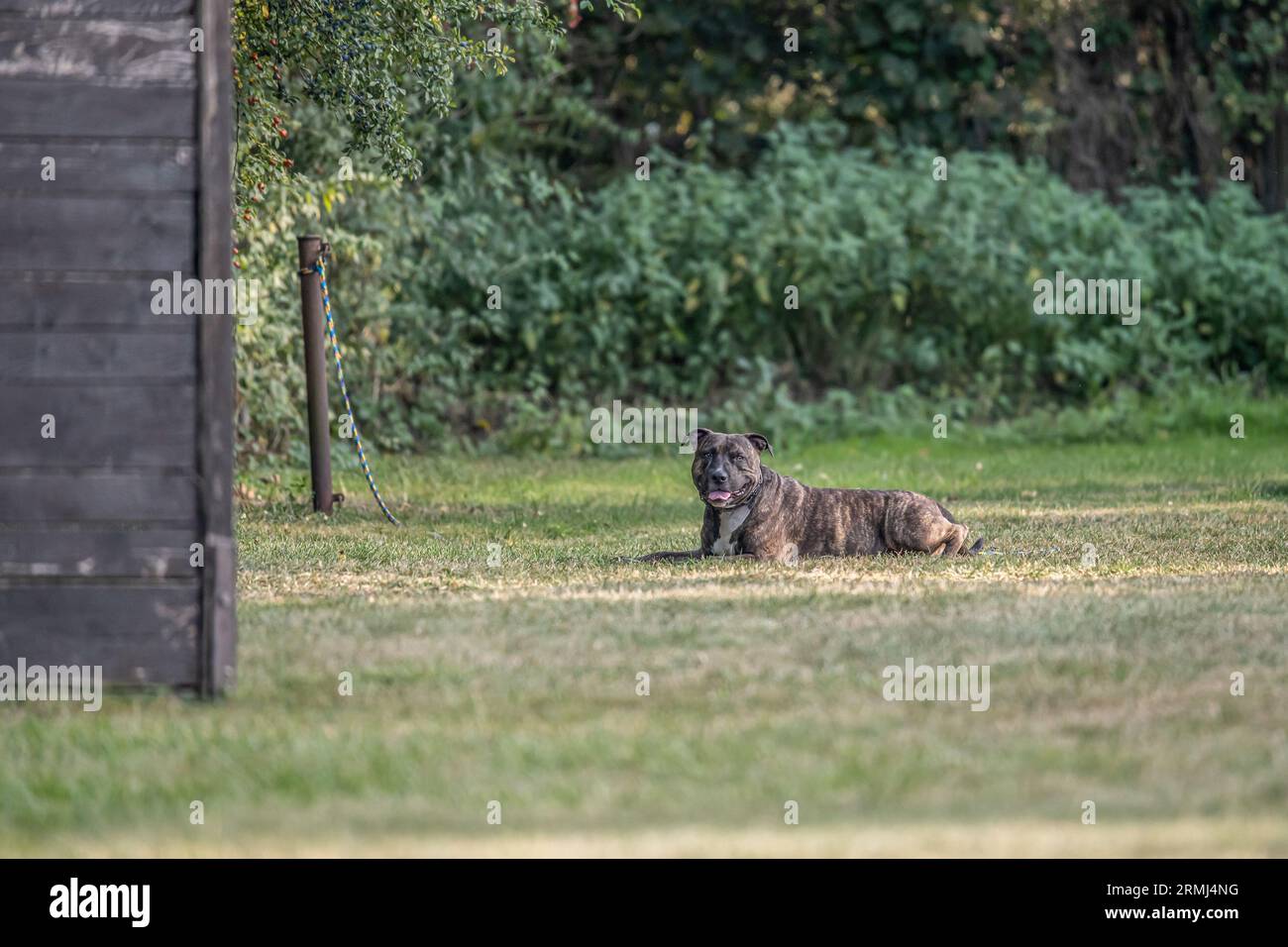 Pit Bulldog liegt auf dem Gras. Begleithund, Wachhund. Amerikanischer Mobber. Stockfoto