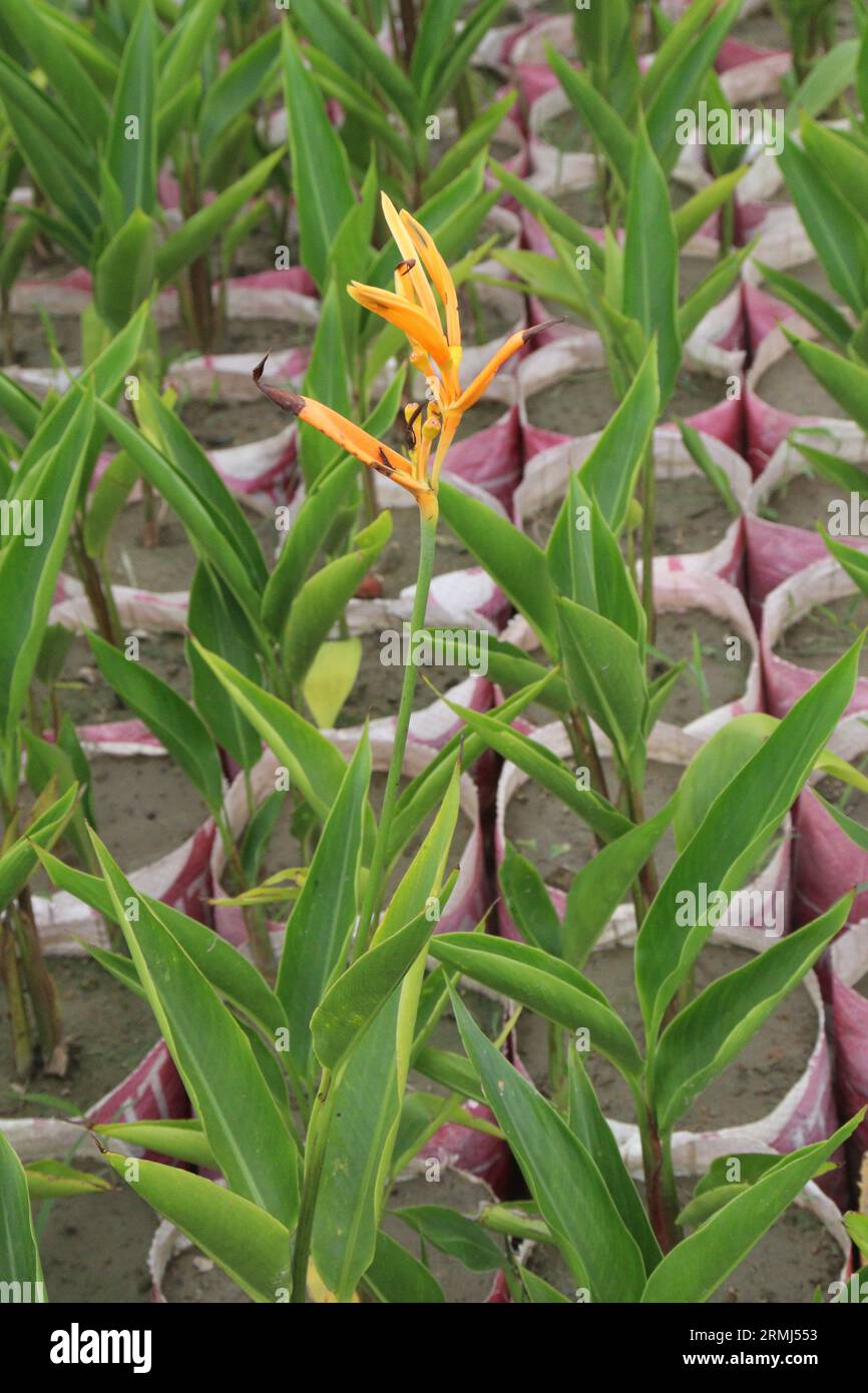 Orange Heliconia Blume Pflanze auf dem Bauernhof für die Ernte sind Barmittel Kulturen Stockfoto