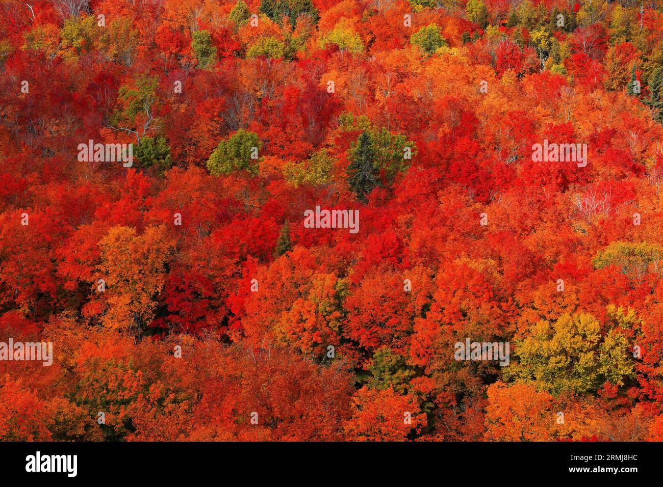 Ein niedriger Berg, bedeckt mit roten und orangen herbstfarbenen Ahornblättern, durchsetzt von grünen immergrünen Bäumen in Minnesota, USA. Stockfoto