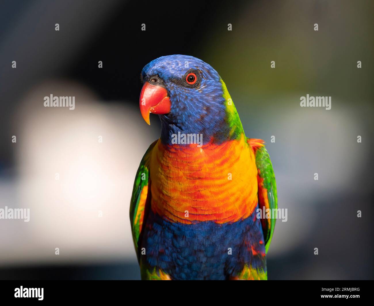Rainbow Lorikeet, Trichoglossus moluccanus bei Emerald Central Queensland. Stockfoto
