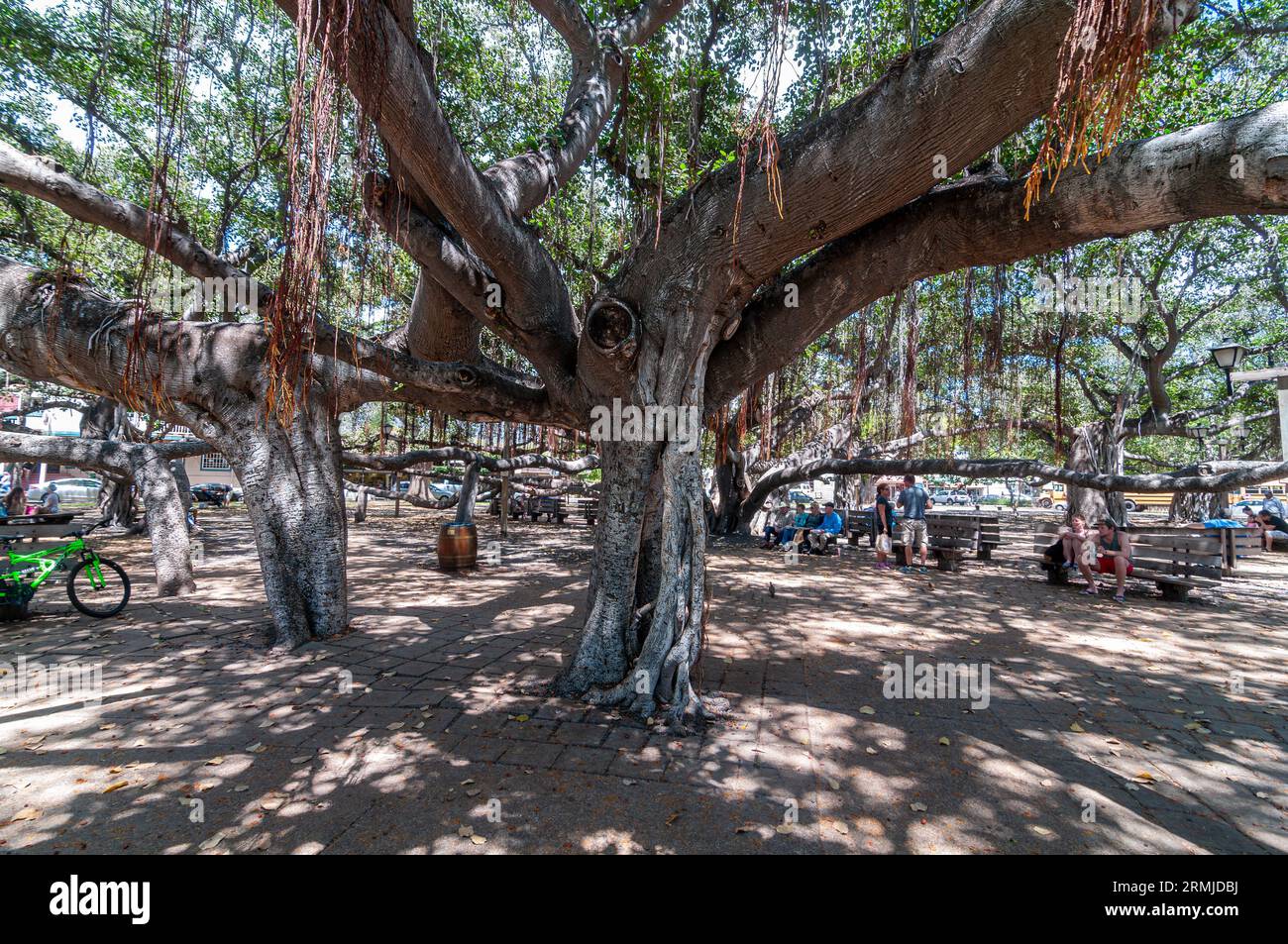 Banyan Tree im Lahaina Banyan Court Park Maui Hawaii Stockfoto
