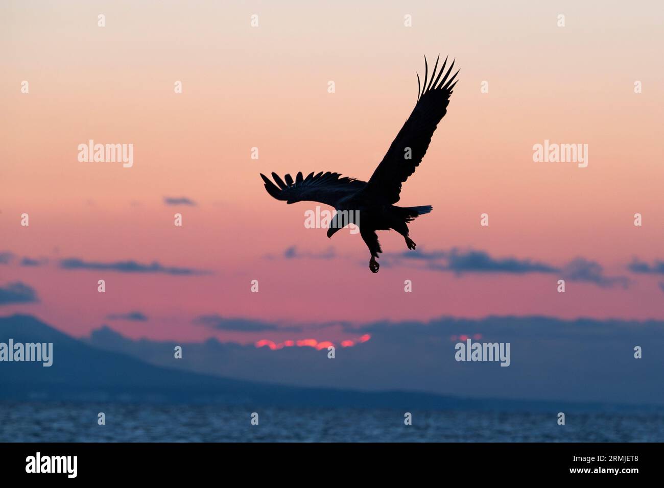 Steller's Eagle fliegend (Haliaeteus pelagicus), gegen den bunten Sonnenaufgangshimmel. Hokkaido, Japan Stockfoto
