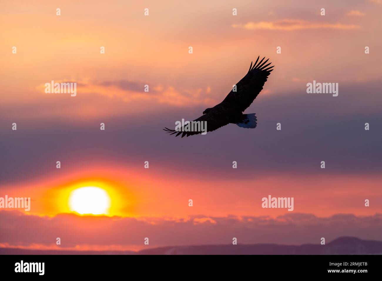 Steller's Eagle fliegend (Haliaeteus pelagicus), gegen den bunten Sonnenaufgangshimmel. Hokkaido, Japan Stockfoto