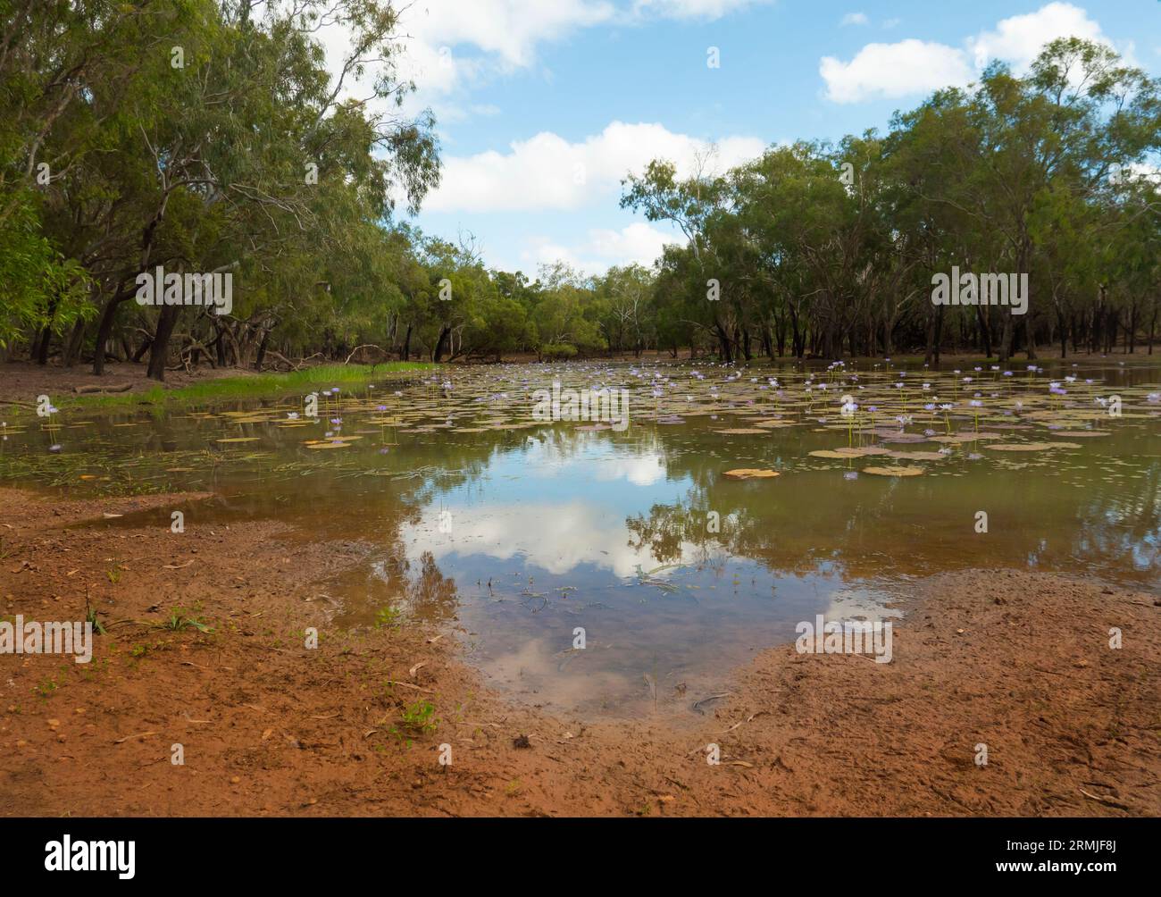Outback-Feuchtgebiet-Billabong auf der Cape York Peninsular in Far North Queensland gegen Ende der Regensaison. Stockfoto