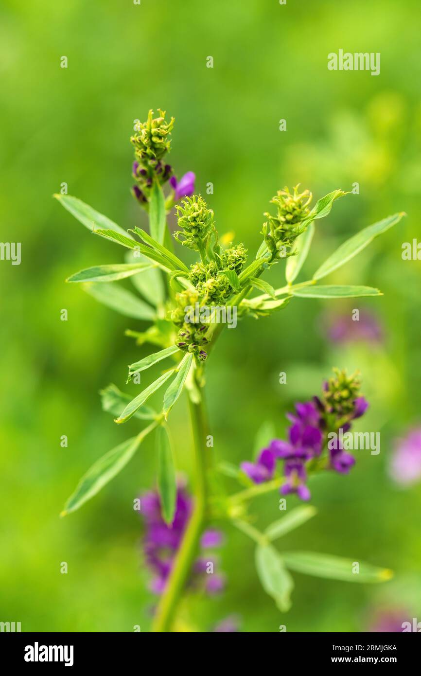 Alfalfa-Kulturen in Blüte, Nahaufnahme mit selektivem Fokus Stockfoto