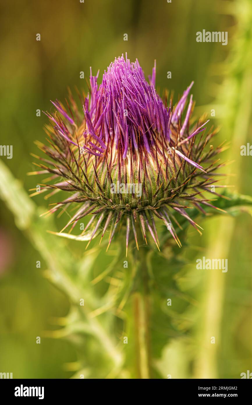 Scotch Distel (Onopordum acanthium) eine unkultivierte Blütenpflanze, selektiver Fokus Stockfoto