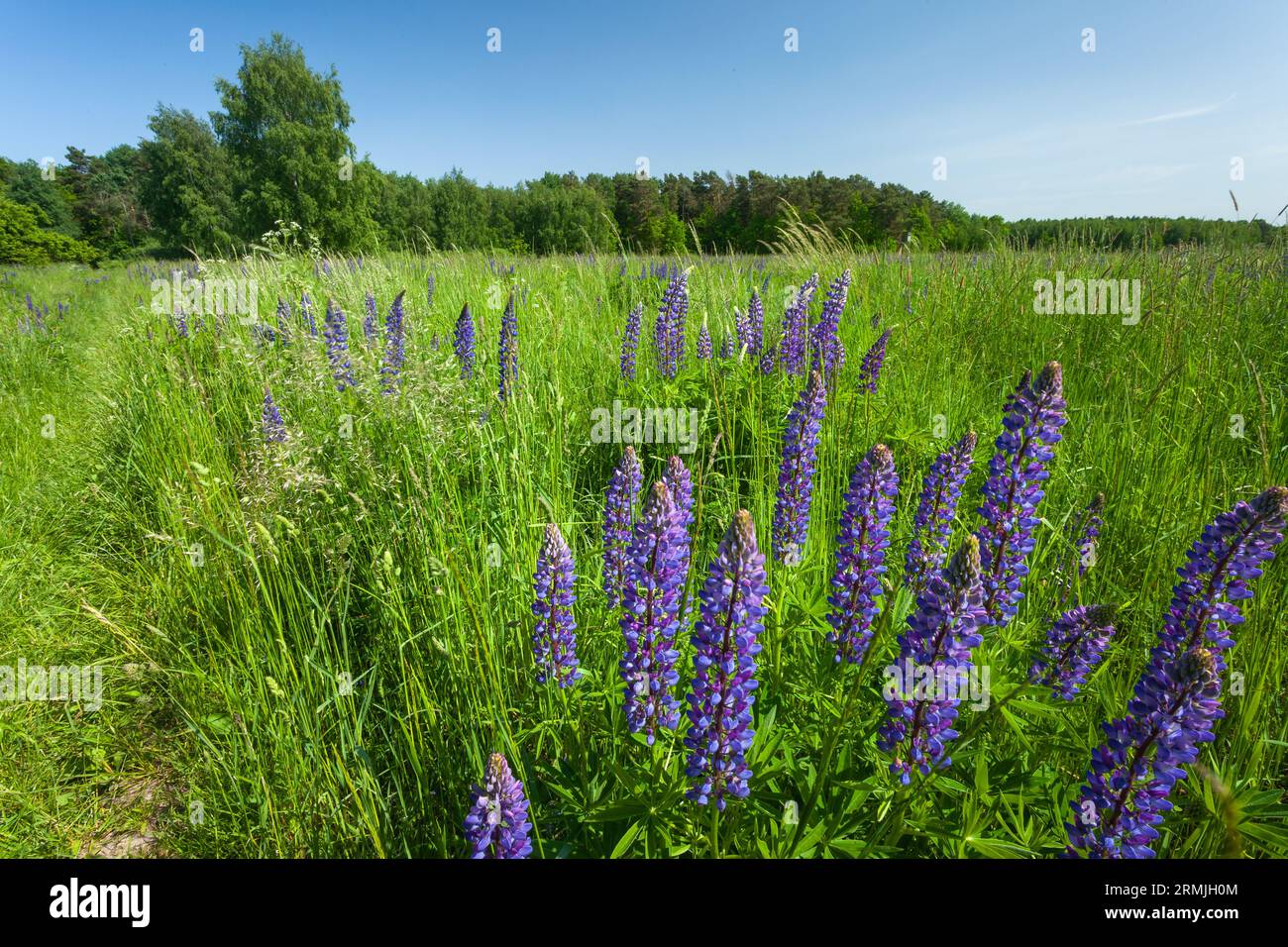 Blaue Lupinenblüten, die auf einer grünen Wiese im Osten Polens wachsen Stockfoto