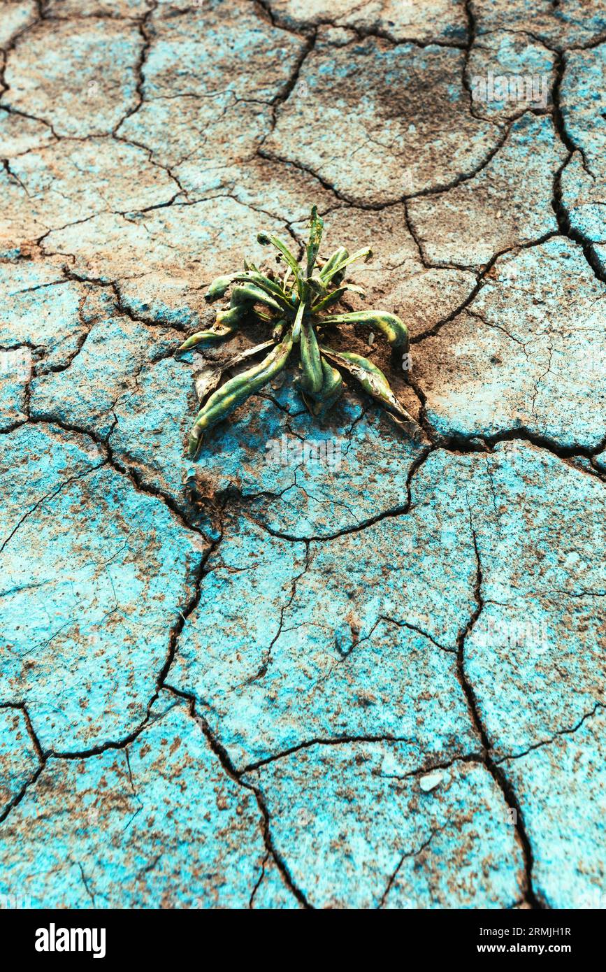 Tote Unkrautpflanze auf trockenem Boden nach blauer Kupferfungizidbehandlung des Landes, selektiver Fokus Stockfoto