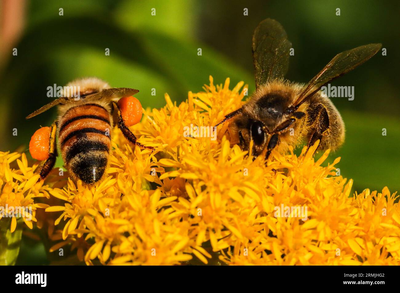 Zwei Honigbienen sammeln Pollen auf einer riesigen Goldrute, einer invasiven Pflanze Stockfoto