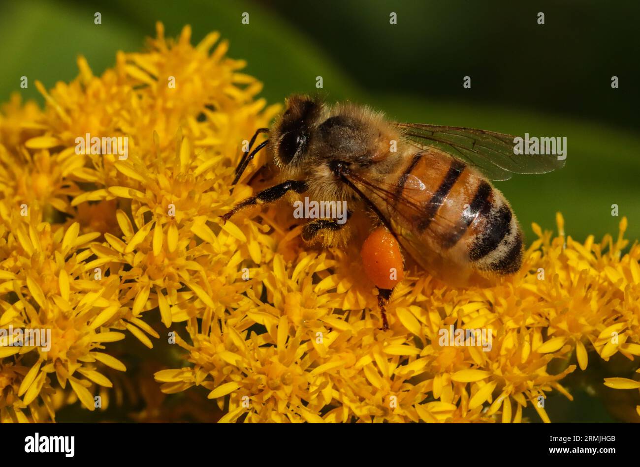 Honigbiene sammelt Pollen auf Solidago gigantea, einer invasiven Pflanze Stockfoto