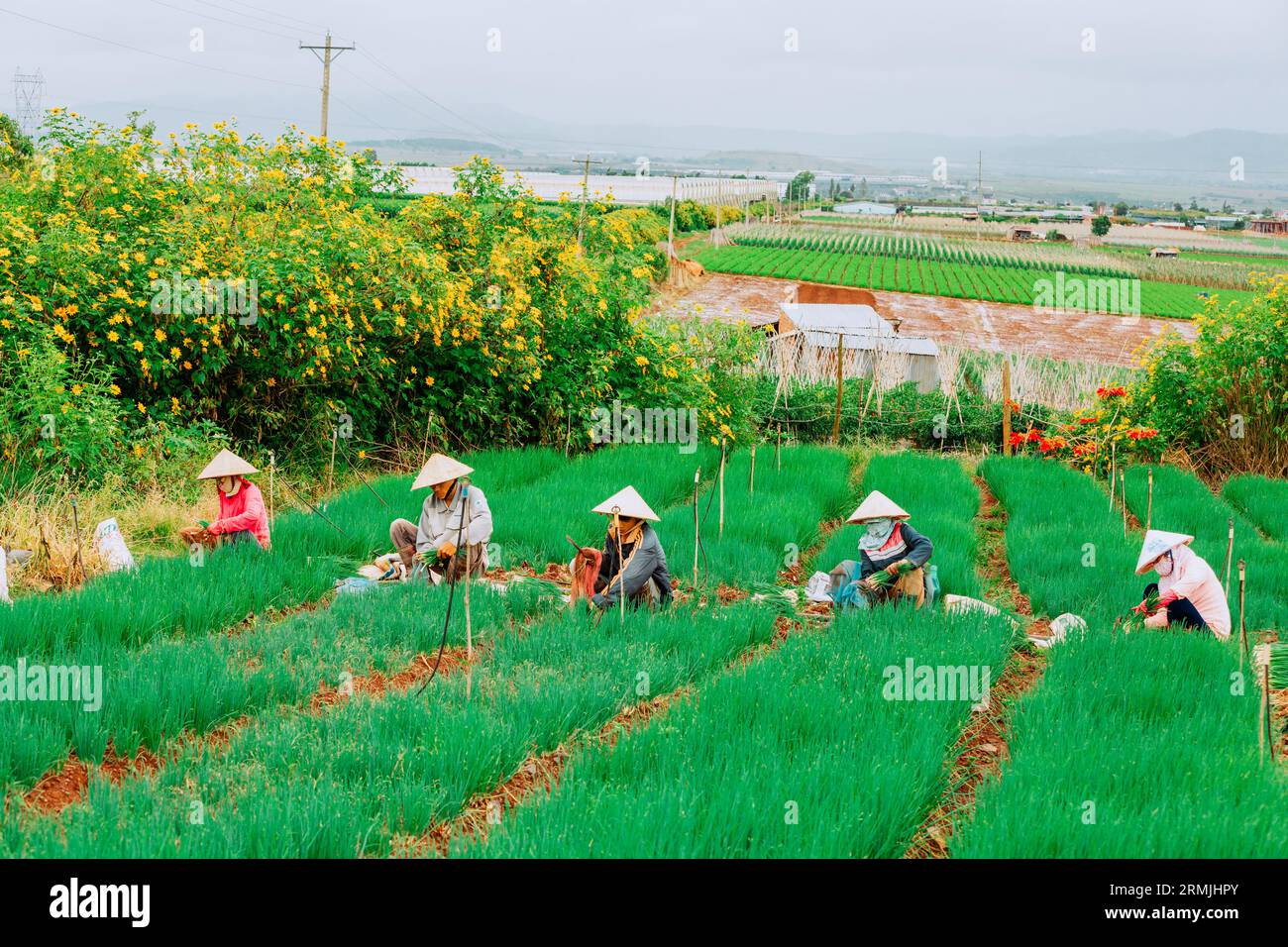 Einige Landschaftsbilder von landwirtschaftlichen Aktivitäten in Lam Dong Lam Dong Landschaft Ha Tinh Landschaft Vietnam antike Tempel in Vietnam Stockfoto