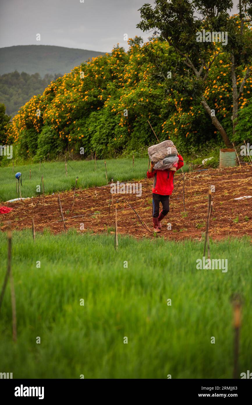 Einige Landschaftsbilder von landwirtschaftlichen Aktivitäten in Lam Dong Lam Dong Landschaft Ha Tinh Landschaft Vietnam antike Tempel in Vietnam Stockfoto