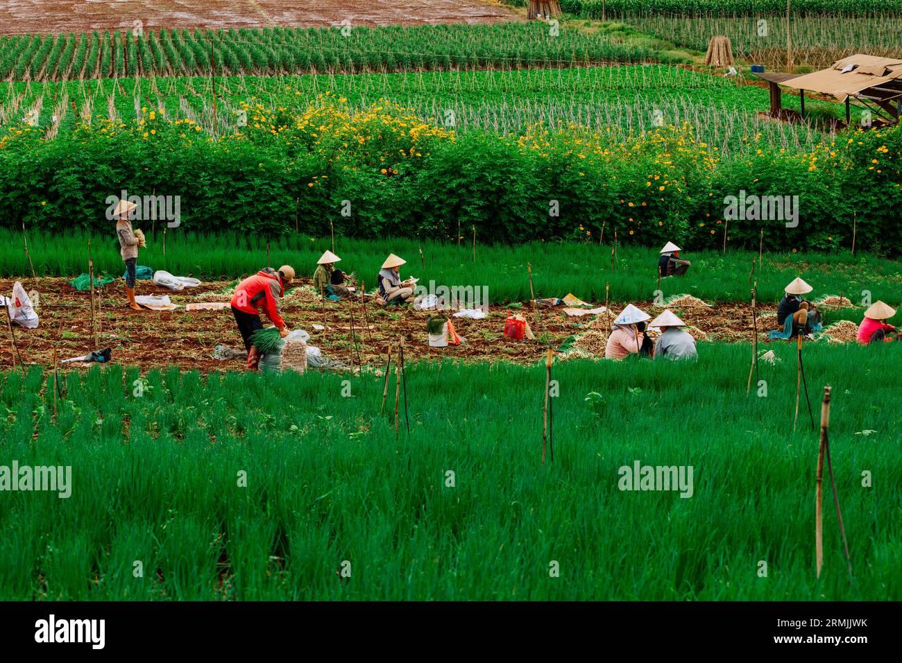 Einige Landschaftsbilder von landwirtschaftlichen Aktivitäten in Lam Dong Lam Dong Landschaft Ha Tinh Landschaft Vietnam antike Tempel in Vietnam Stockfoto