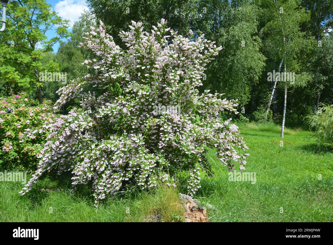 Deutzia scabra codsall pink Fotos und Bildmaterial in hoher Auflösung